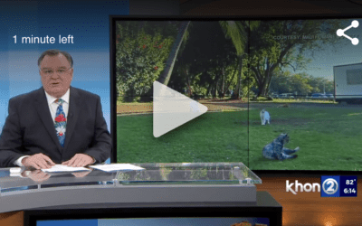 KHON2: Maui estimated to have 40,000+ free-roaming cats