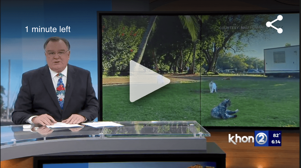 Screen Shot 2022-08-01 at 3.46.04 PM Maui estimated to have 40,000+ free-roaming cats