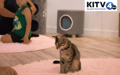 KITV 4: Maui’s first cat café opens in Kahului