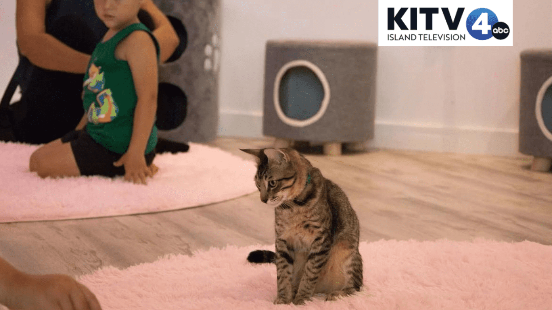 Maui's first cat cafe opens in Kahului