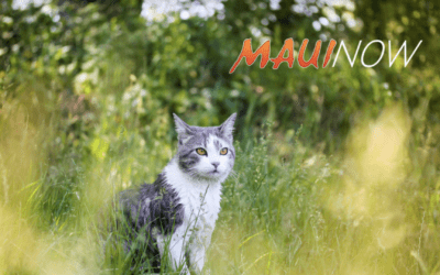 Maui Now: Research aims to humanely manage Maui’s 40,000+ free-roaming cat population