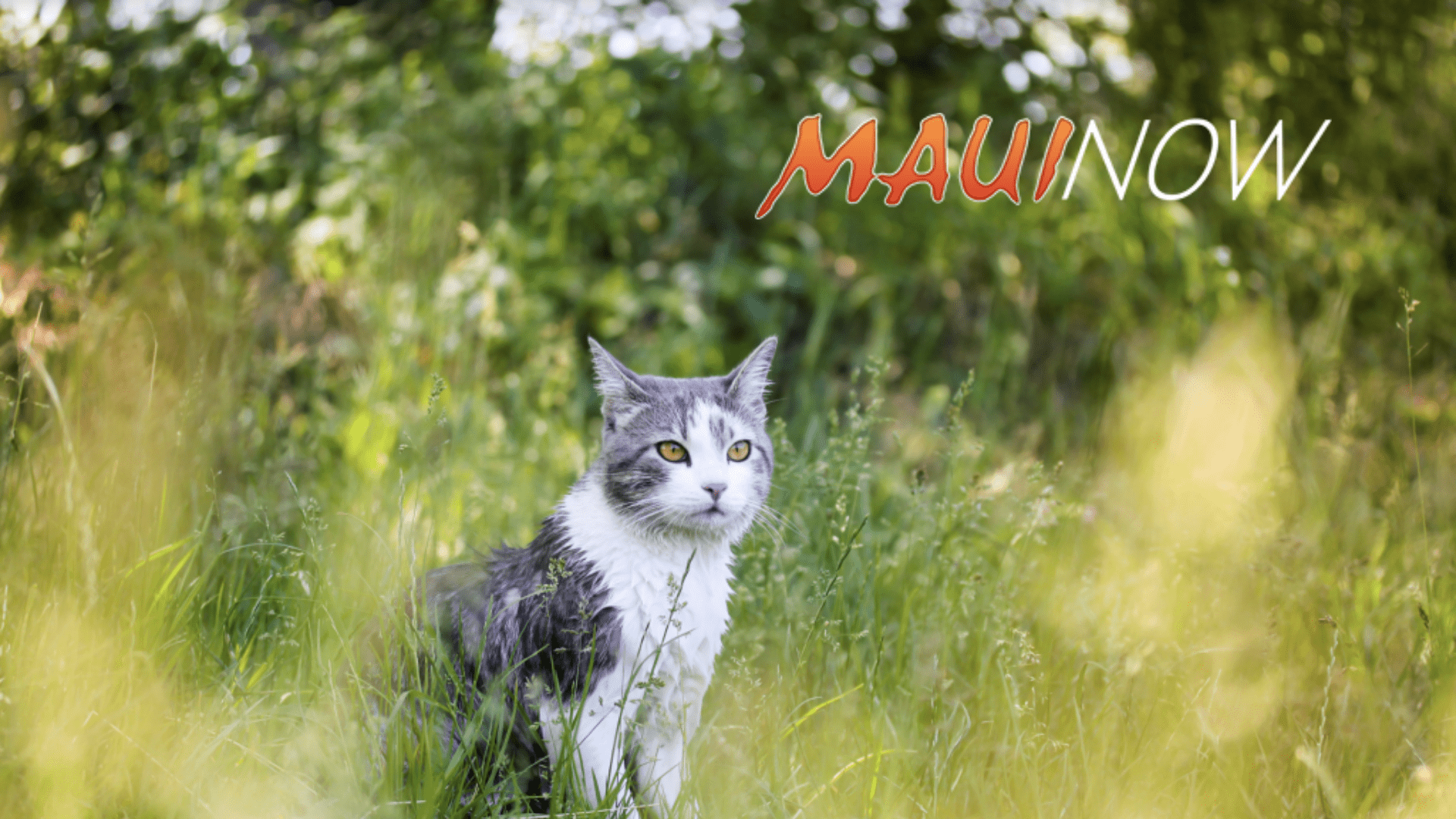 Untitled design (4) Research aims to humanely manage Maui’s 40,000+ free-roaming cat population