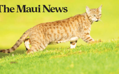 The Maui News: Community cat count survey to launch