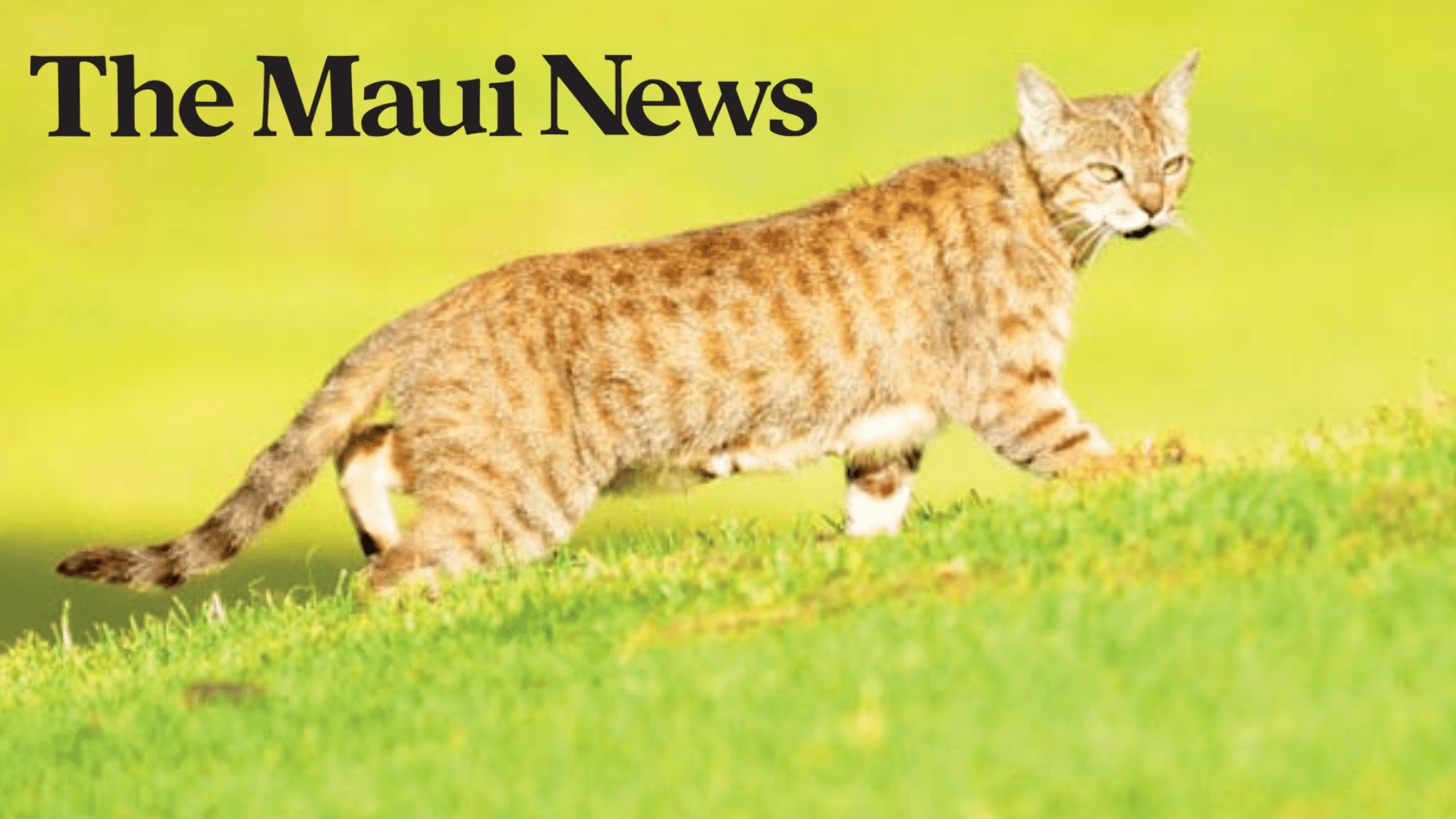 Untitled design (5) Community cat count survey to launch