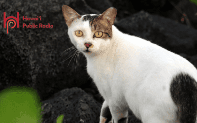 Hawai’i Public Radio: Community Cat Count’ on Maui to help manage feline population