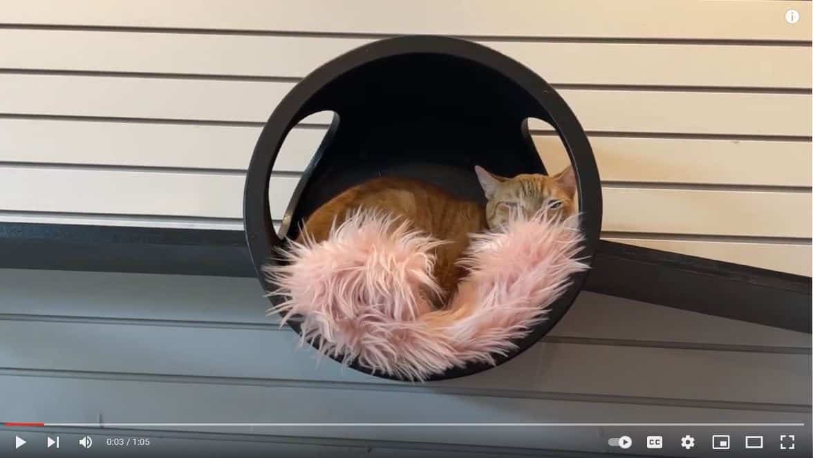 cat cafe Maui Cat Cafe Maui opens August 8th, sneak peak via their youtube!