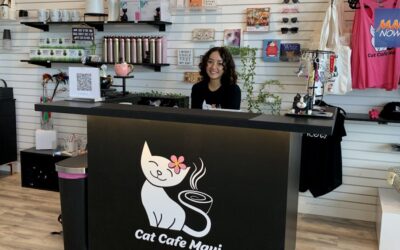 Maui News Now: Cat Cafe Maui, where guests can make feline friends, or adopt a cat for home