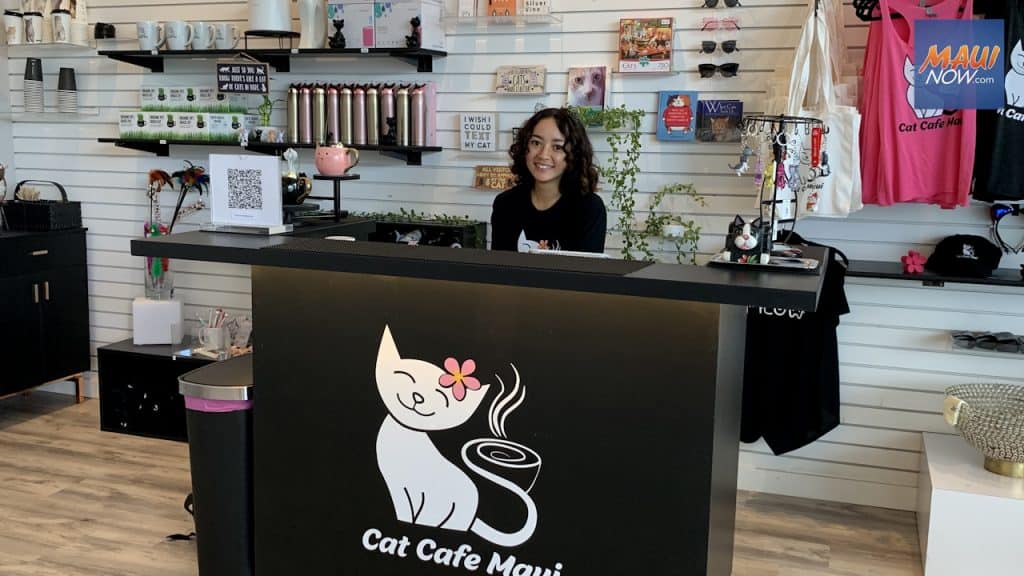 cat-cafe-maui-19-1024x576 Cat Cafe Maui, where guests can make feline friends, or adopt a cat for home