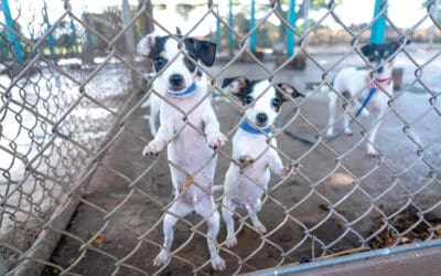 MauiTimes: Maui’s Pet Problem