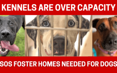 Maui Humane Society Kennels Over Capacity