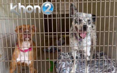 KHON2: URGENT: Fosters needed as Maui shelter experiences overcapacity