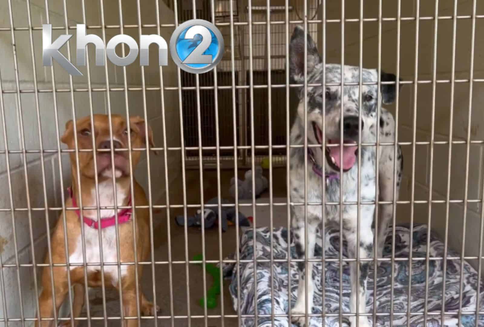 Maui Humane Society Kennels Over Capacity Maui Humane Society Kennels Over Capacity