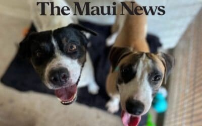 The Maui News: Foster families needed as Maui Humane Society shelter reaches capacity