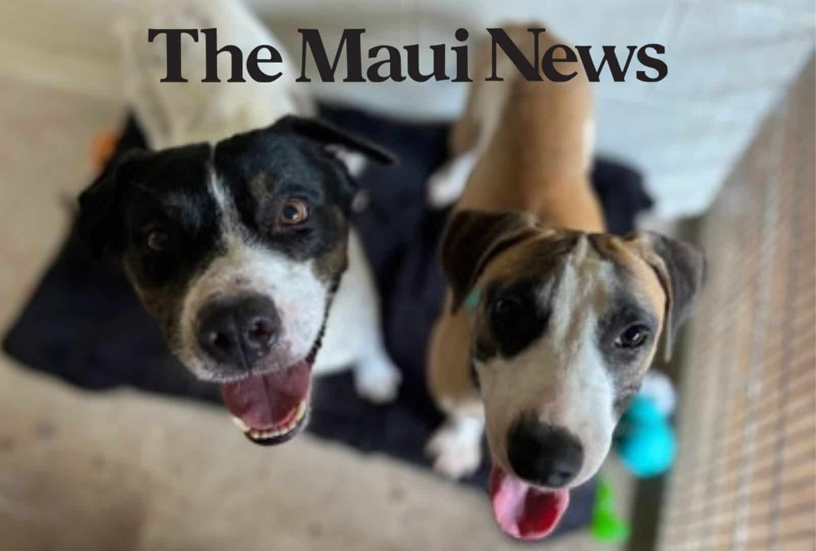 Maui Humane Society Kennels Over Capacity Maui Humane Society Kennels Over Capacity