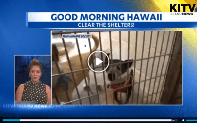 KITV4: Bissell Pet Foundation holding massive adoption event in partnership with humane societies in Maui, Kauai