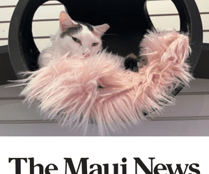 The Maui News: Sharing Mana‘o : It was Love at First Sight with Kimchi at Cat Café Maui