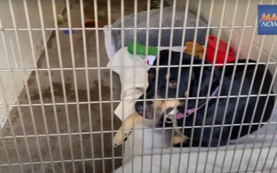 MauiNow: Maui Humane Society dog kennels are over capacity, “SOS fosters” needed