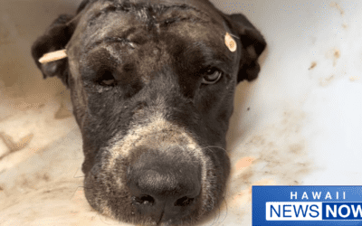 Hawaii News Now: After months of rehab, dog attacked with machete is ready to find his forever home!