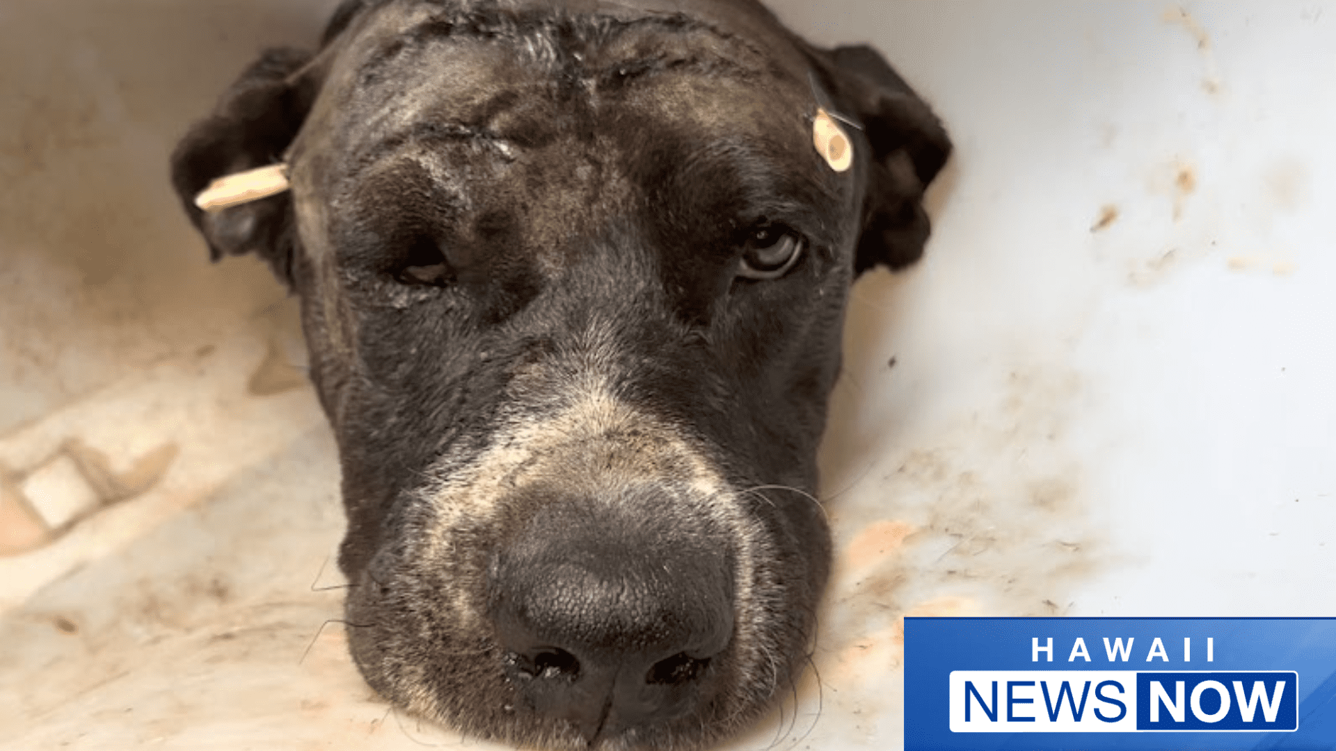 Hawaii News Now Tommy Boy Story