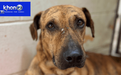 KHON2: No space left: Don’t let these Hawaii animals suffer!
