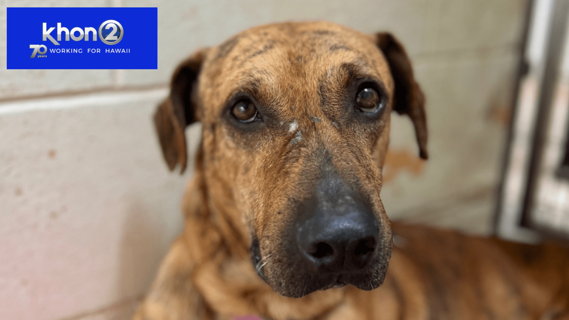 KHON2 story MHS over capacity