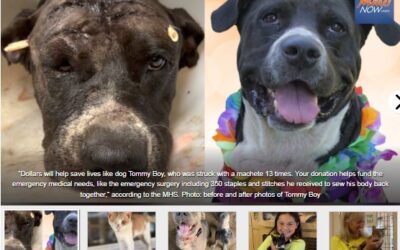 Maui Humane Society seeks donations and volunteers with $10K matching campaign