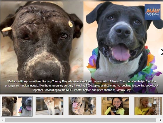Maui Now - Giving Tuesday at Maui Humane Society has $10,000 Match Campaign