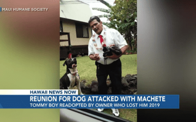 Hawaii News Now: After a horrific ordeal, ‘Tommy Boy’ the poi dog is reunited with his ‘ohana