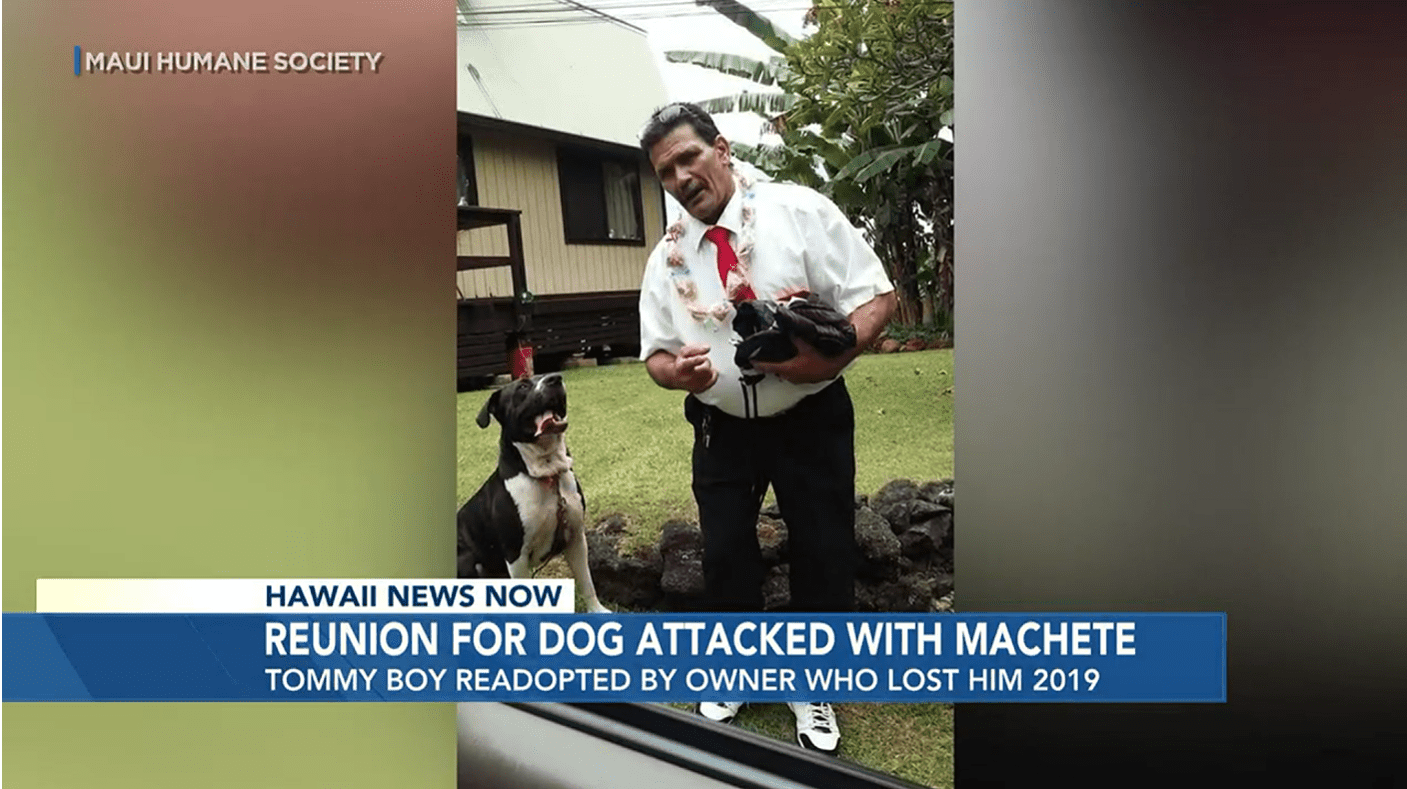 Screenshot 2022-11-03 100622 HONOLULU (HawaiiNewsNow) - It was an emotional reunion for a dog slashed with a machete on Maui.