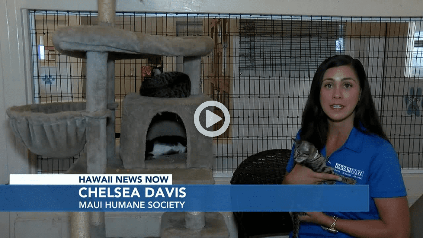 Screenshot 2022-11-03 102256 PUUNENE (HawaiiNewsNow) - The Maui Humane Society is struggling to find pet parents. They are desperately trying to find homes for not only their dogs, but their cats, bunny rabbits, even guinea pigs.