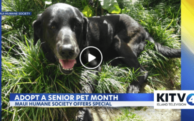 KITV4: November is Adopt A Senior Pet Month and Maui Humane Society has a special