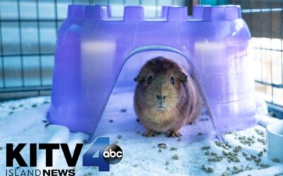 KITV4: Maui animal shelters say there is an overpopulation of guinea pigs
