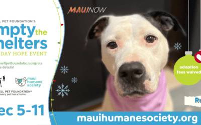 Maui Now: Empty the Shelters pet adoption event at the Maui Humane Society, Dec. 5-11