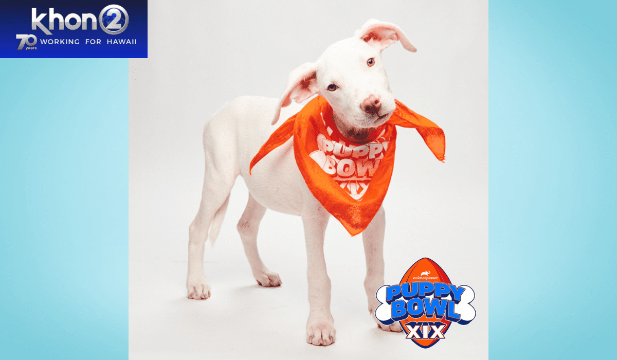 Elua KHON 2 graphic KHON 2 : 2nd Hawaiian Puppy in the Puppy Bowl 2023, Elua!