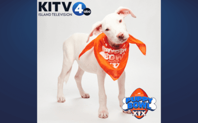 KITV4: On a positive note – Local Maui rescue pup makes Puppy Bowl team!