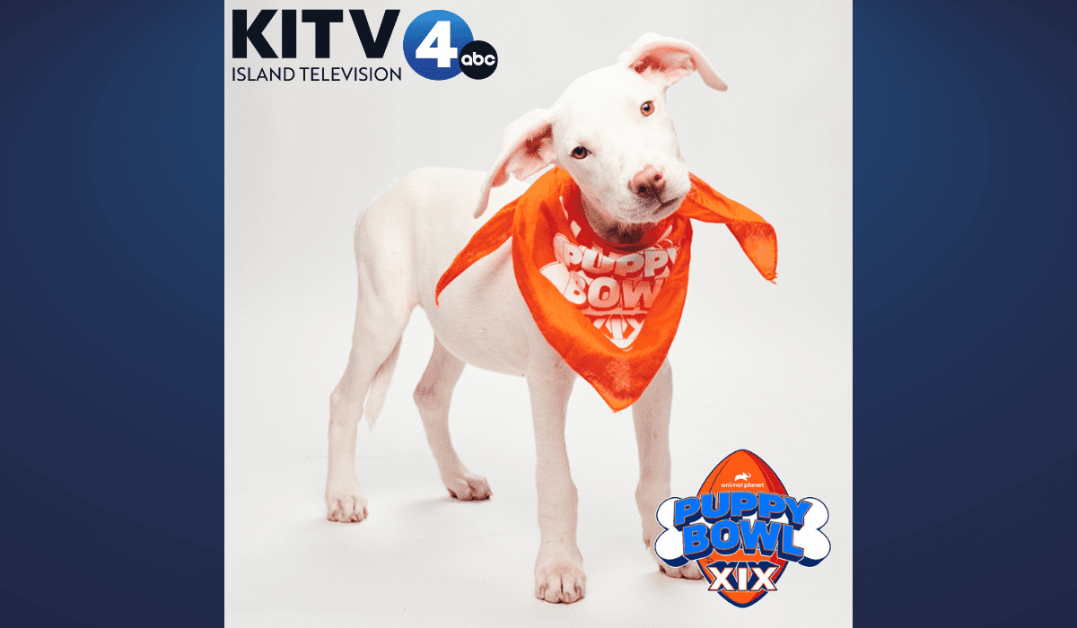 EluaPB News Graphics for website HONOLULU (KITV4) -- KITV4 Island News at 4 ends each newscast on a positive note: A Local rescue pup has made it into this years puppy bowl team. Elua, from the Maui Humane Society and will be competing in the big game!