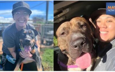 Maui Now: Animal fostering sought for shelter pets during the Holidays