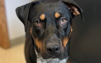 Animal Fostering Saves Lives During the Holiday Season