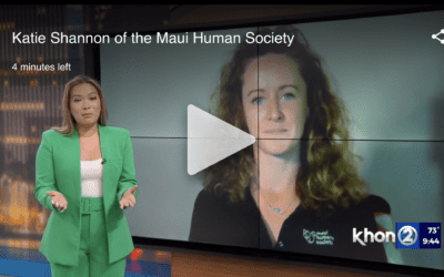 KHON2: Foster Program and Fireworks Safety