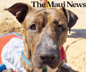 Maui News: MHS needs fosters for furry four-legged friends