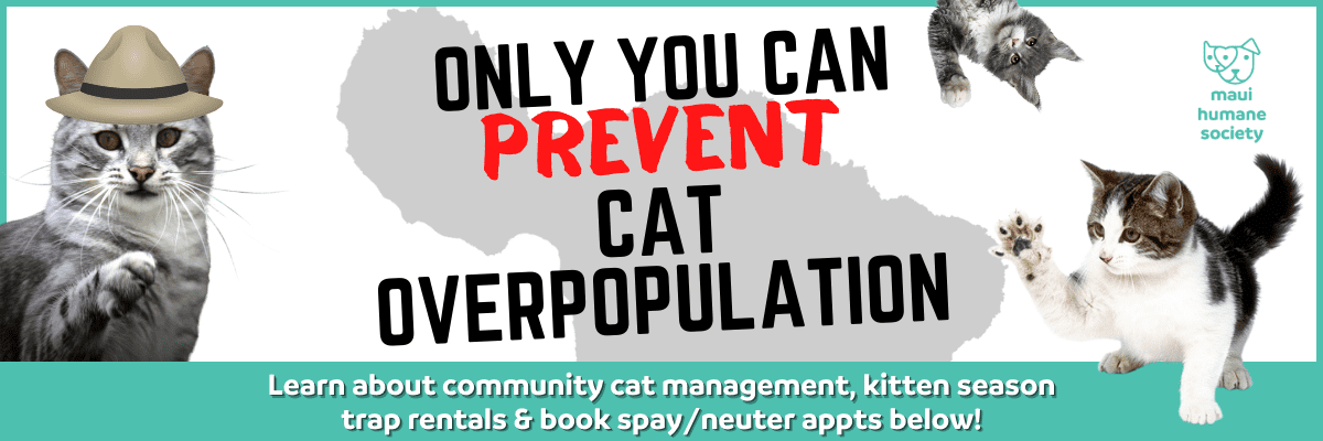 only YOU can prevent cat overpopulation WEBSITE banner