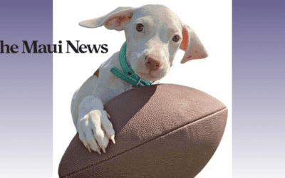 The Maui News: Puppy Bowl to feature Maui pooch