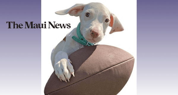 Elua_Puppy Bowl Maui News Maui Humane Society will host a Puppy Bowl viewing party at 9 a.m. Sunday at Gilligan’s Bar & Grill in Kihei. This year’s Puppy Bowl will feature a local puppy named Elua, whose name means “two” in the Hawaiian language. The name reflects his status as the second puppy from Hawaii to participate in Animal Planet’s Puppy Bowl, as well as his survival story, which involved two blood transfusions performed by Maui Humane Society veterinarians and veterinary staff. To learn more about Elua, visit www.mauihumanesociety.org/puppybowl/.