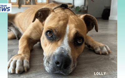 Spectrum News (HI): Animal shelters across the state are completely full