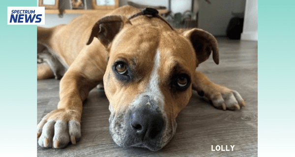 LOLLY Spectrum News: Animal shelters on Oahu, Kauai, Maui and Hawaii Island all said they are at max capacity and are asking people to foster or adopt dogs.