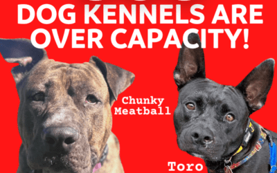 Save our Shelter: SOS Foster Saves Lives