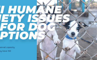 Maui Times: Maui Humane Society Issues SOS for Dog Adoptions
