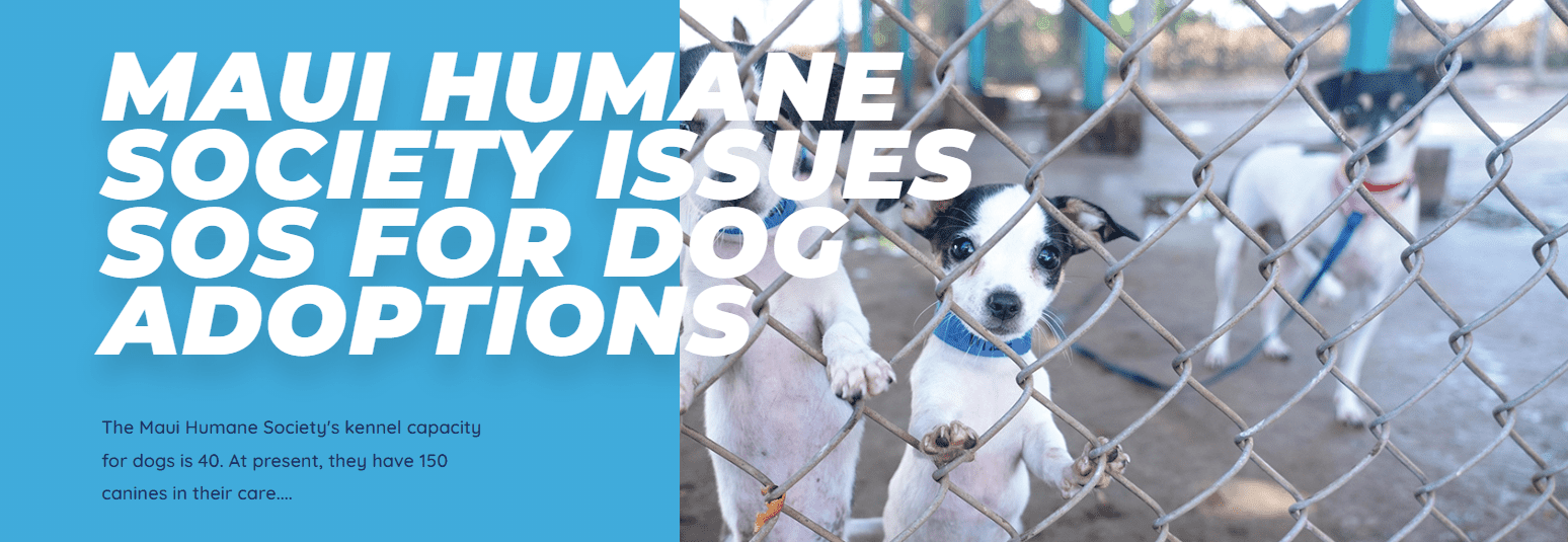 Screenshot 2023-02-14 163923 Maui Times reports: The Maui Humane Society’s kennel capacity for dogs is 40. At present, they have 150 canines in their care.