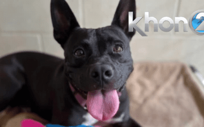 KHON2: An SOS call from the Maui Humane Society