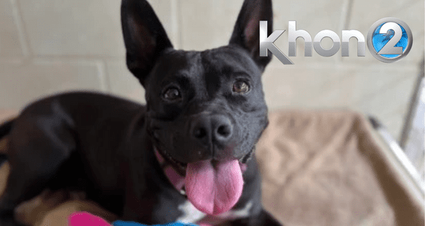 SOS Foster: Toro SOS Foster: Toro